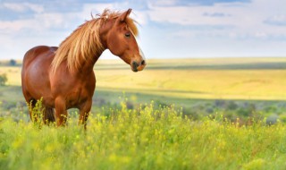 真实开车撞到马有什么兆头（开车撞到马怎么处理）