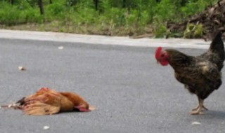 开车压死鸡有什么兆头（开车压死鸡兆头好不好）