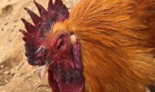 肉髯是哪个部位 髯在哪个部位