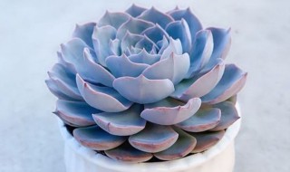 如何养好蓝色惊喜（如何养好蓝色惊喜花）