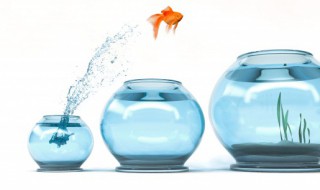 如何才能把鱼缸的水养好 如何才能把鱼缸的水养好起来