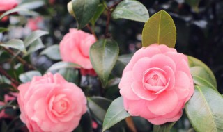 送女生什么花 送女生什么花比较好