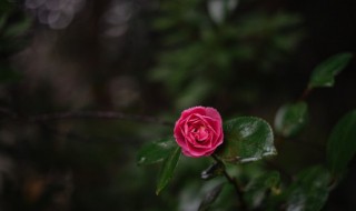 开业送什么花最吉利 理发店开业送什么花最吉利