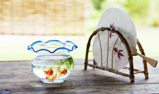 养鱼法则如何养好自己家里鱼 养鱼法则如何养好自己家里鱼和鱼