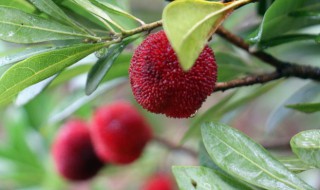 杨梅买回来要放冰箱吗 杨梅买回来要放冰箱吗