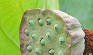 莲蓬可以放冰箱吗（莲蓬可以放冰箱吗夏天）