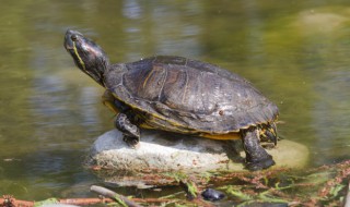 甲鱼可以放冰箱吗（甲鱼可以放冰箱吗多久）