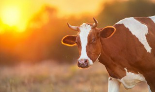 奶牛养殖利润怎样（奶牛养殖前景和利润）