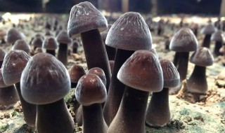 鸡枞可以放冰箱冷藏吗（鸡枞可以放冰箱保存吗）