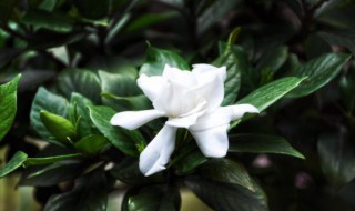 栀子花泡盆泡多长时间 栀子花整盆放水里泡盆
